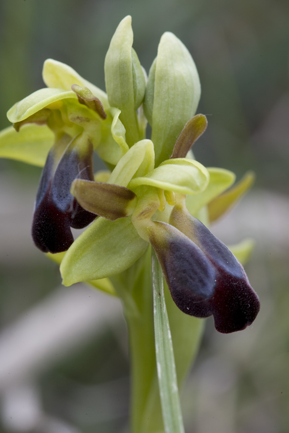 Ophrys fusca e Ophrys bertolonii